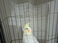 Sarı lutino aşırı uysal sultan papağanı