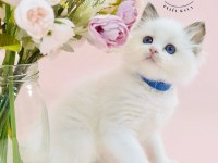 Asil bebek ragdoll