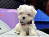 Mini Boy Maltese Yavrular