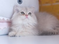 Safkan Şecereli Golden British Longhair Yavrular