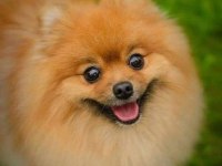 Yetişkin pomeranian köpeği