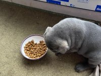 40 Günlük Şecereli Safkan Cane Corso