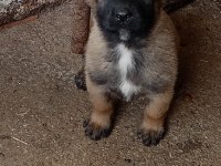 A Kalite Belçika Malinois