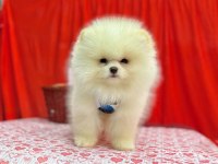 Safkan Pomeranian Boo Köpekleri