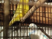 Hazır Takım Muhabbet Kuşumuz