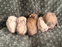 Orijinal Cüce Tavşan Yavruları İstanbul