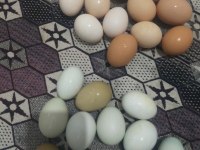 Acil Satılık Tavuklar