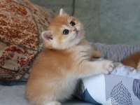 Portakal Rengi Golden British Shorthair