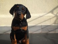 Irk garantili doberman yavrular