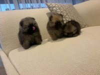 Üst kalite pomeranian boo yavrular gönderim var