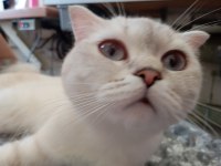 Kedimiz Mila Yuva Arıyor