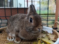 Hollanda Cüce Tavşan Anaç Takım 2+1 Yada 3+1