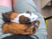 Guinea Pig 7 Aylık 2 Erkek