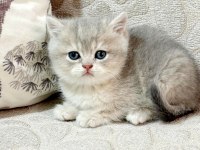 Full şecereli scottish straight golden yavrular