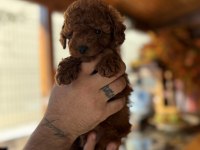 Çok Şirin Toy Poodle Bebeğimiz