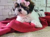Shih Tzu Yavruları