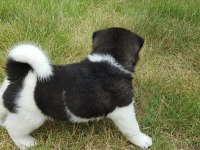Amerikan akita yavru köpekler