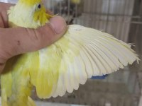 Çift damızlık mutasyon forpus papağanı