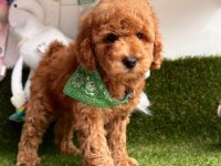 Safkan Toy Poodle Yavrularımız