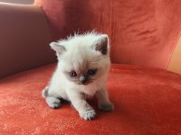 British Shorthair Blue Point