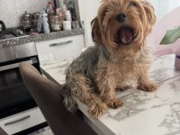 Yorkshire Terrier Köpeğime İyi Bakacak Aile Arıyorum