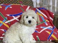 Maltipoo Yavruları