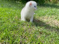 British Golden Baba Yavrusu Scottish Fold Yavru Kediler