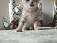 Kedimiz Puki Yeni Yuvasını Arıyor