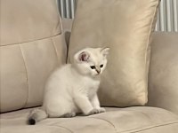 3 Aylık Golden Point British Shorthair Yavruları