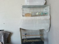 3 Takım Muhabbet Kuşu Çiftler 3 Yavru Komple