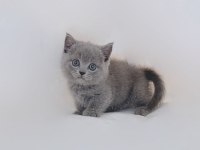 Sevimli British Shorthair Yavruları