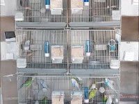 Komple Takım Muhabbet Kuşlar