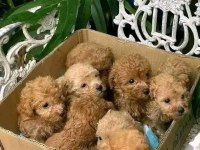 Toy poodle yavrular