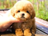 Toy Poodle Yavrular (Ücretsiz Değildir)