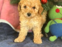 Yasal Çiftlikten Toy Poodle Yavru