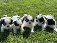 Siyah beyaz shih tzu yavrular