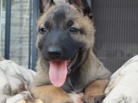 Orjinal Belçika Kurdumuz