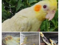 El besleme sultan papağanı yavruları