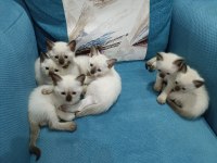 Safkan Siyam Kedisi Yavrular Yeni Yuvalarını Arıyor