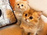 Safkan British Yavrular