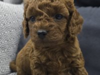 Kore Dark Red Poodle Bebek Köpekler