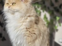 British Longhair Erkek Açıklamayı Okuyun