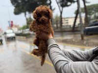 Şehir Dışına Çıkacağım İçin Sahpilendireceğim Poodle