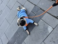 Eğitimli Bakımlı 1.5 Yaş Pug