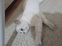 Sevimli Oyuncu Kedimiz Ares Ücretsiz Sahiplendirilecektir