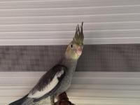 35 günlük sultan papağanı