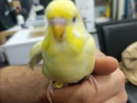 Fenerbahçelilere Özel Muhabbet Kuşu