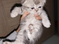 45 Günlük Dişi Ve Erkek Kediler Mevcut