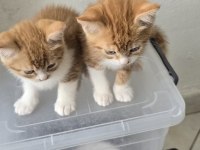 3 adet dişi erkek kedimiz sahiplendirilecek kedi