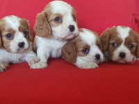 Safkan Cavalier King Charles Bebekler
